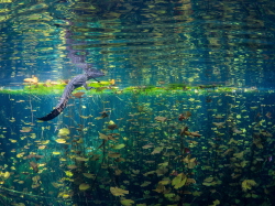 This picture of a crocodile in a very colorful cenote was... by Brenda De Vries 